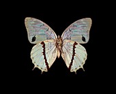 Hadrian's white charaxes butterfly
