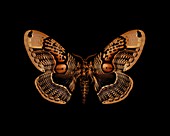 Brahmin moth
