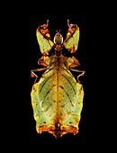 Giant Malaysian leaf insect