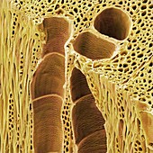 Ash Wood Xylem (SEM)