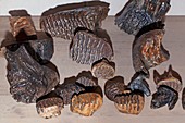 Mammoth tooth fossils