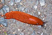 Red slug on the ground