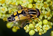 Hoverfly feeding on flowers