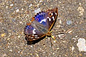 Lesser purple emperor butterfly