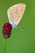 Scarce large blue butterfly
