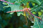 Brown hawker dragonfly on dock flowers