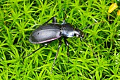 Violet ground beetle on moss