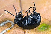 Short-necked oil-beetle mimicking death