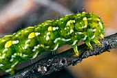 Beautiful yellow underwing caterpillar