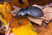 Ground beetle