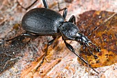 Ground beetle