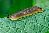 Common black slug on a leaf