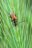 Fairy-ring longhorn beetle