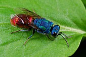 Cuckoo wasp