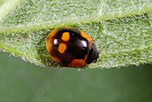 Ten-spot ladybird