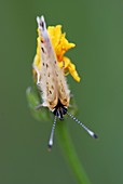 Sooty copper butterfly