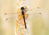Yellow-winged darter dragonfly