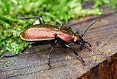 Ground beetle