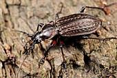 Ground beetle