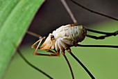 Harvestman