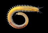 Marine worm,Nereis sp