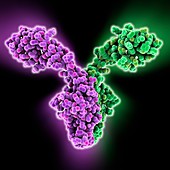 Ribosomal RNA-binding protein molecule