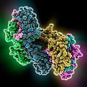 MHC protein-antigen complex