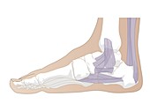 Ankle anatomy,artwork