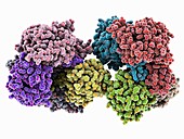 Serotonin N-acetyltransferase complex