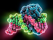 Hin recombinase-DNA complex
