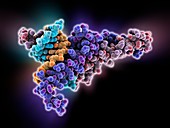 Max transcription factor-DNA complex