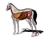 Horse anatomy,artwork