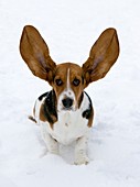 Bassett hound in snow