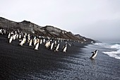 Chinstrap penguins on a beach