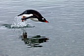 Gentoo penguin swimming