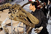 Museum dinosaur display preparation