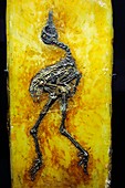 Prehistoric bird fossil