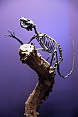 Prehistoric primate skeleton