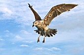 Young black-backed gull in flight