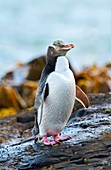 Yellow-eyed penguin