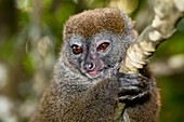 Gray bamboo lemur