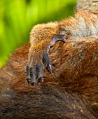 Common brown lemur
