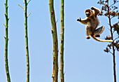 Verreaux's sifaka