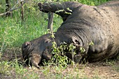 White rhinoceros killed by poachers
