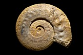 Ammonite Pathology