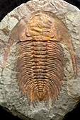 Large Cambrian Trilobite