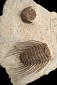 Ordovician trilobites