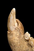 Cave Beat tooth showing the carina