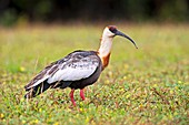 Buff-necked ibis on grass