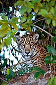 Jaguar in the undergrowth